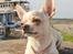 Chihuahua JCH. Lockwood "Yoda"