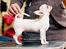 Chihuahua JCH. Lockwood "Yoda"