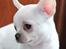 Chihuahua JCH. Lockwood "Yoda"