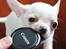 Chihuahua JCH. Lockwood "Yoda"