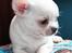 Chihuahua JCH. Lockwood "Yoda"
