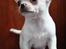 Chihuahua JCH. Lockwood "Yoda"