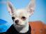 Chihuahua JCH. Lockwood "Yoda"