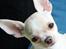 Chihuahua JCH. Lockwood "Yoda"