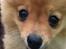Pomeranian Baby