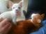 Chihuahua Shiro ("Hvid" på Japansk)