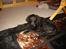 Curly coated retriever Chilli