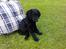 Curly coated retriever Chilli