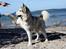 Alaskan malamute Ricky - Spanske skridt/Walk. Han kan gøre det flydende 090713