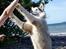 Alaskan malamute Ricky -  Taget af C S Foto En lidt akavet high 5 der absolut skulle være med begge poter, bedst når han er våd og fuld af sand. Tak min skat! 090713