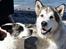 Alaskan malamute Ricky - Acilla og Ricky ved stranden 090713