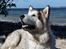 Alaskan malamute Ricky - SÅ FLOT 090713 Taget af C S Foto