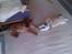 Blanding af racer ( bob ) marley - Marley hygger med tinka 