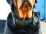 Rottweiler Fafner<3 |Faffe'laffe|<3