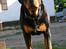 Rottweiler Fafner<3 |Faffe'laffe|<3