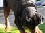 Rottweiler Fafner<3 |Faffe'laffe|<3 - Blaffer øre <3