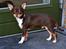 Chihuahua Mighty Draco