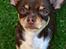 Chihuahua Mighty Draco