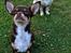 Chihuahua Mighty Draco