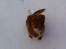 Nova scotia duck tolling retriever Millle
