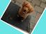 Nova scotia duck tolling retriever Millle
