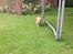 Nova scotia duck tolling retriever Millle