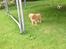 Nova scotia duck tolling retriever Millle