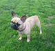 Fransk bulldog Abbie