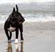 Bullterrier miniature Snoopy