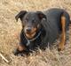 Beauceron Aika