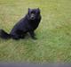 Schipperke Trille