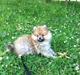 Pomeranian Topsy's Lucky