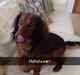Miniature gravhund Balou
