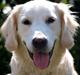 Golden retriever Elvis