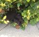 Rottweiler Kakestto's Jake