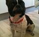 Fransk bulldog Ludvig