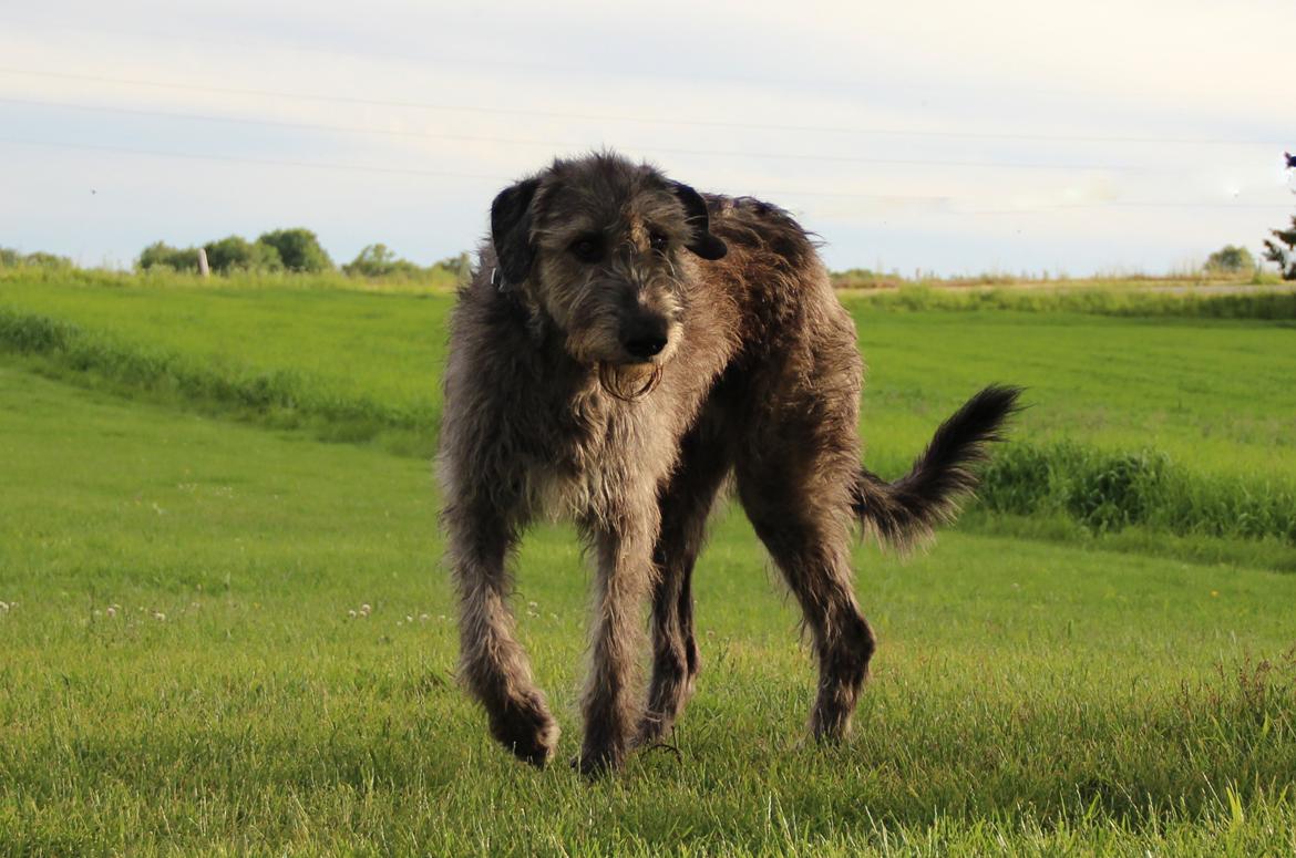 Irsk ulvehund Dolly - Dolly 2½ år billede 6