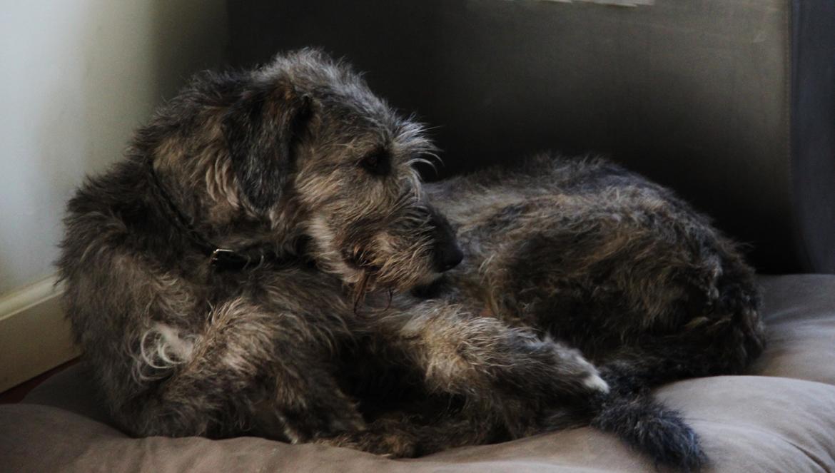 Irsk ulvehund Dolly - Dulle-dejlige Dolly 2½ år billede 7