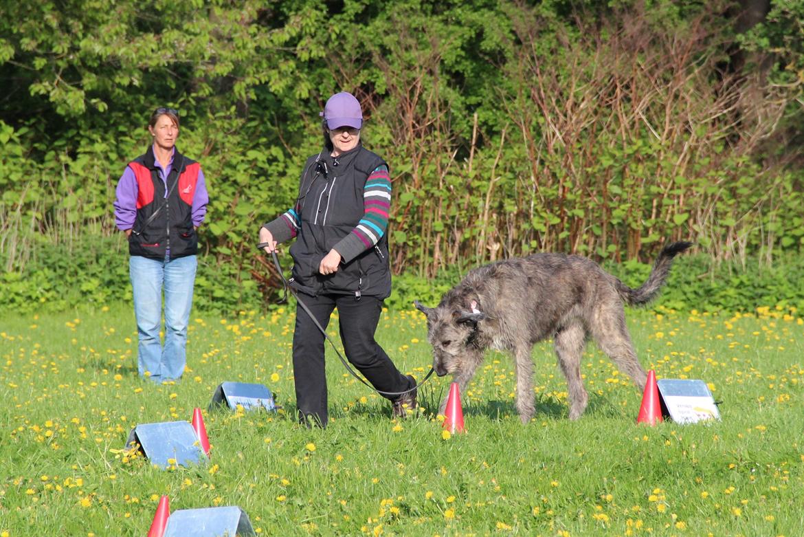 Irsk ulvehund Dolly - Rallylydighed - den optimale hundesport til ulvehunden, som ellers hurtigt kommer til at kede sig! billede 8