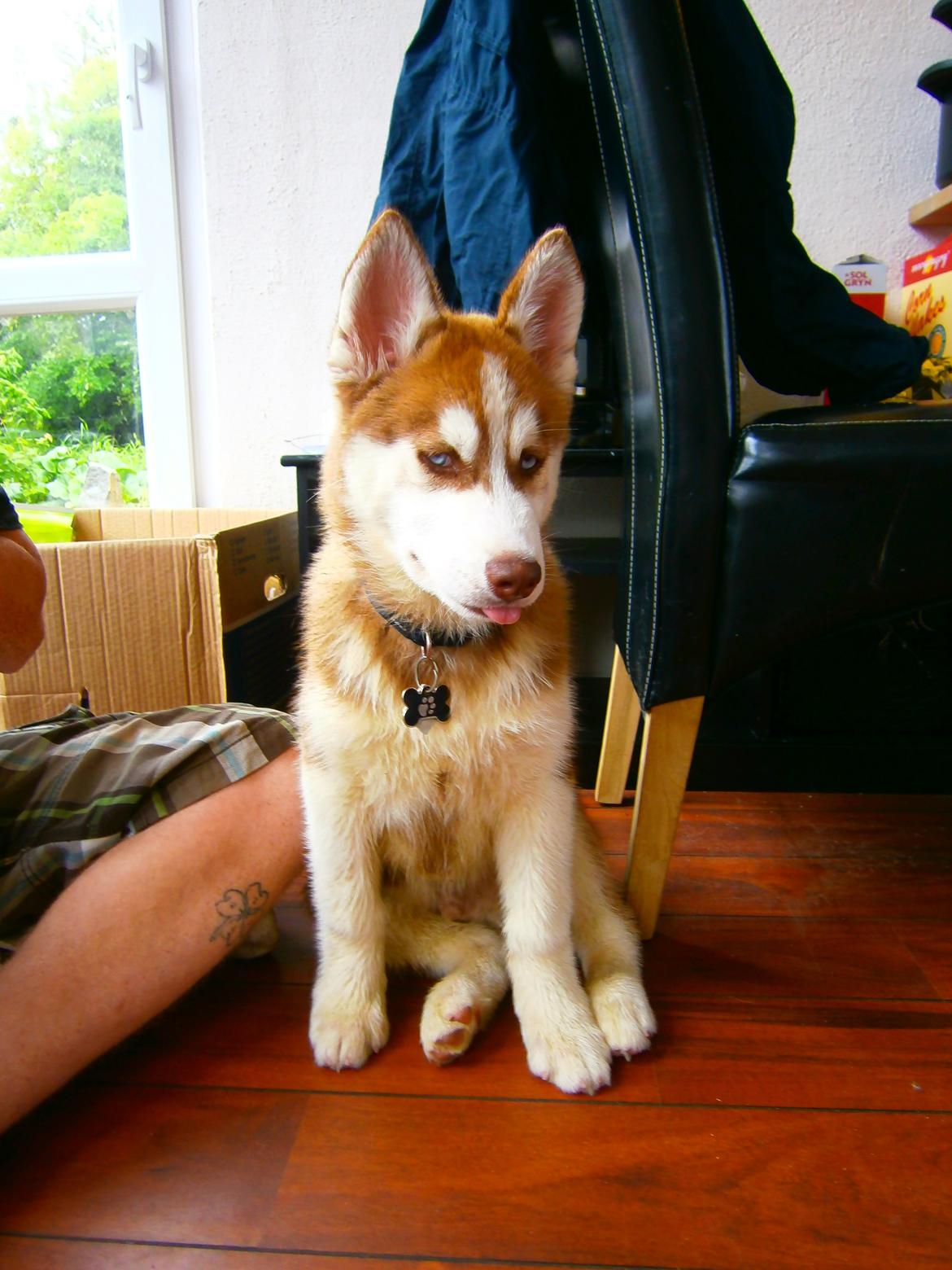 Siberian husky Valder billede 1