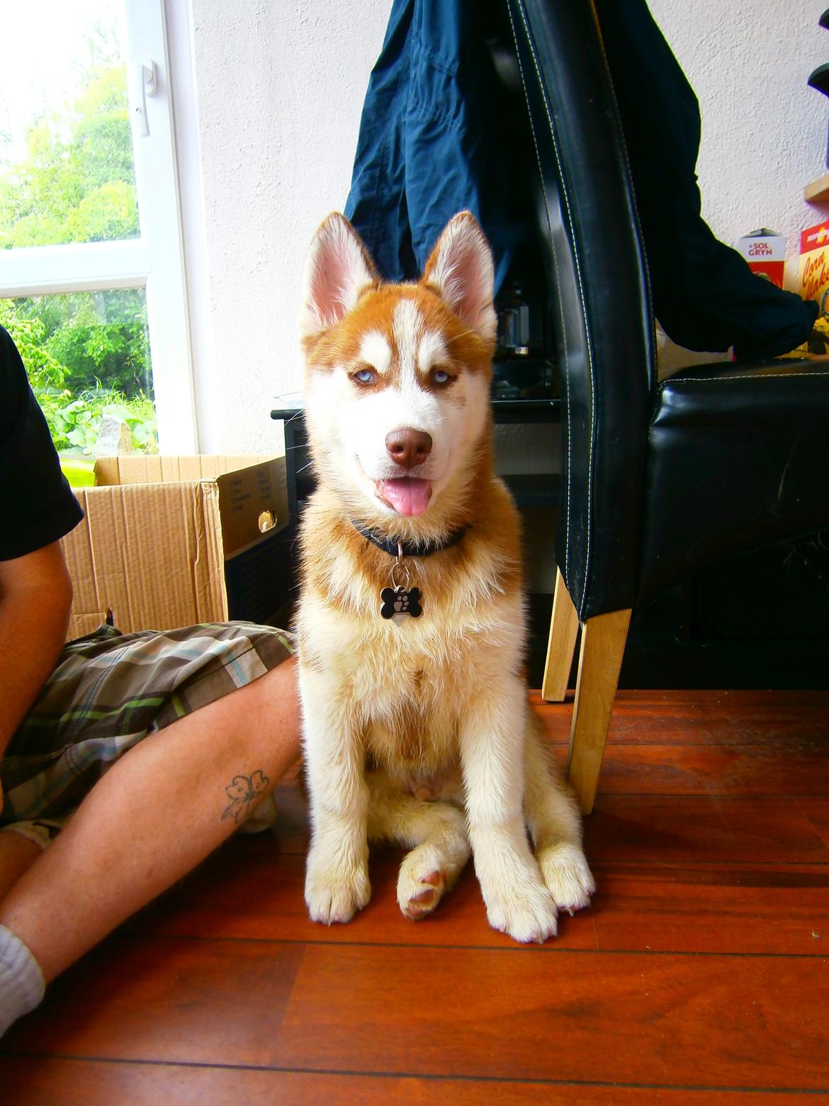 Siberian husky Valder billede 2