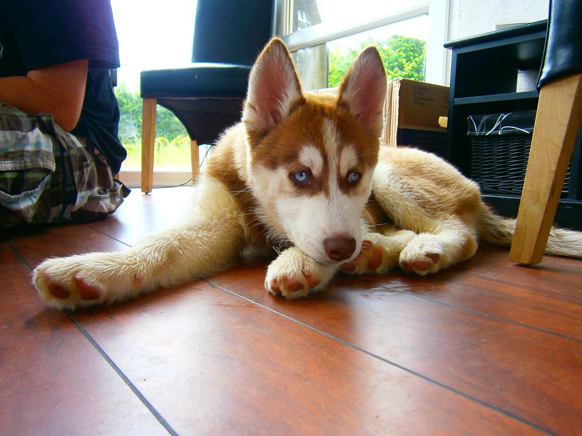 Siberian husky Valder billede 3