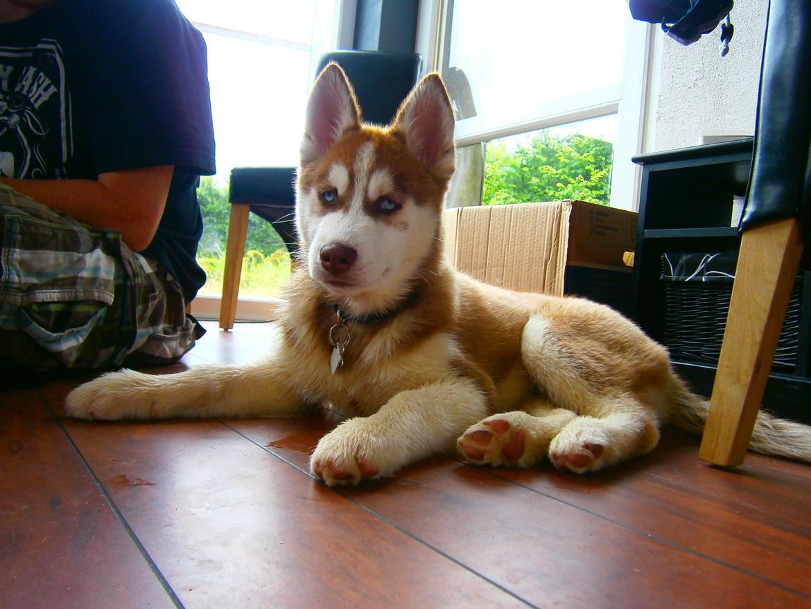 Siberian husky Valder billede 4