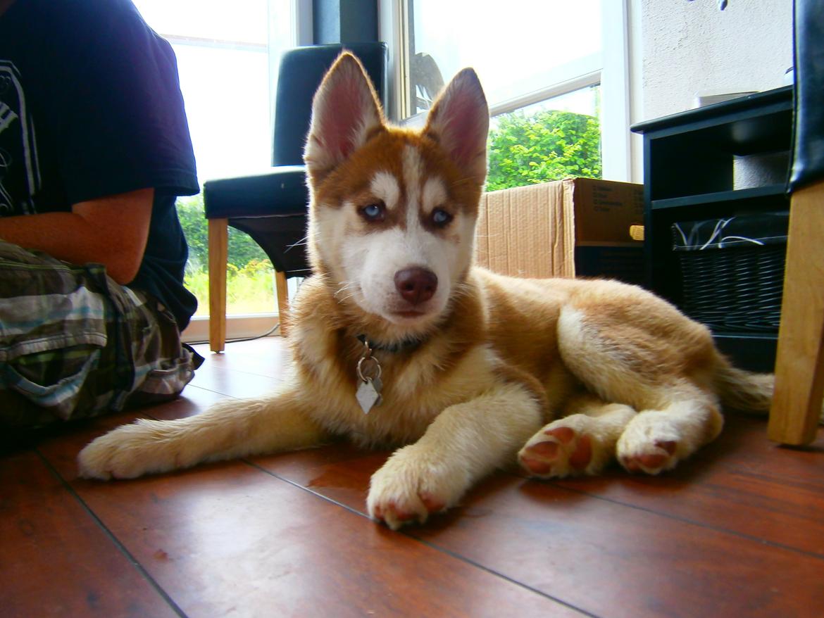 Siberian husky Valder billede 5