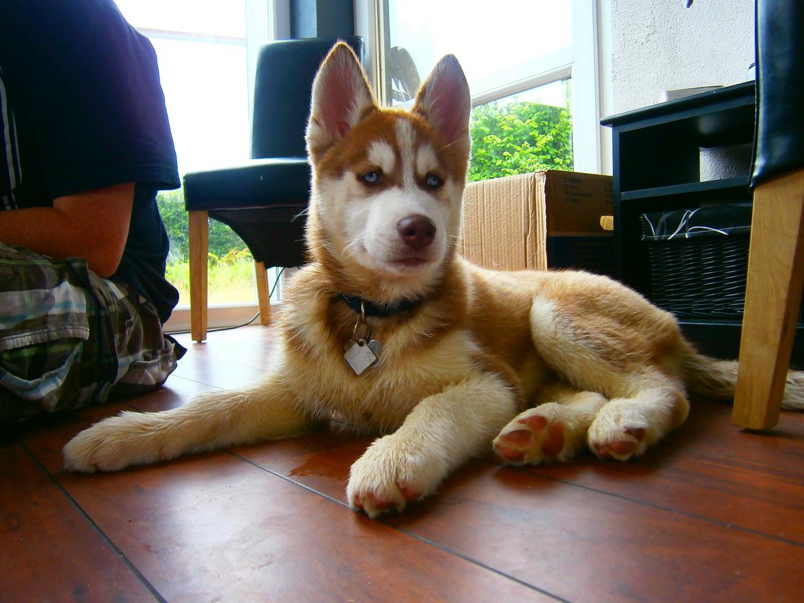 Siberian husky Valder billede 6