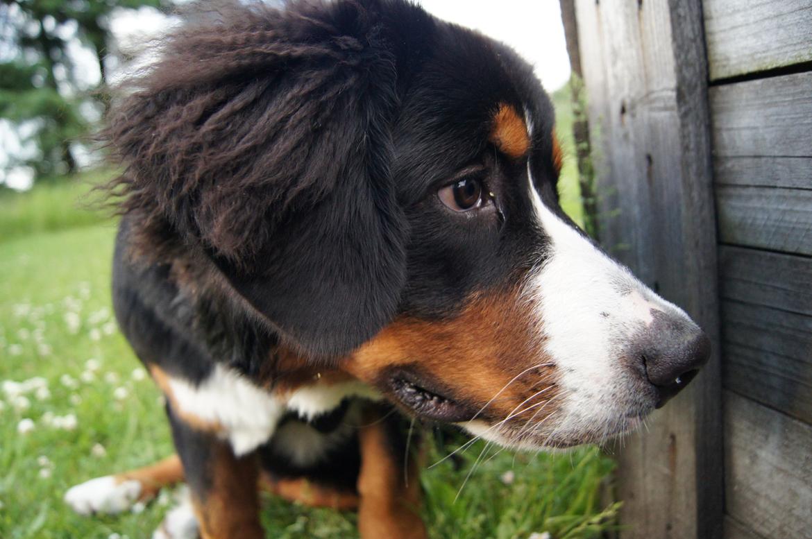 Berner sennenhund Amy billede 12