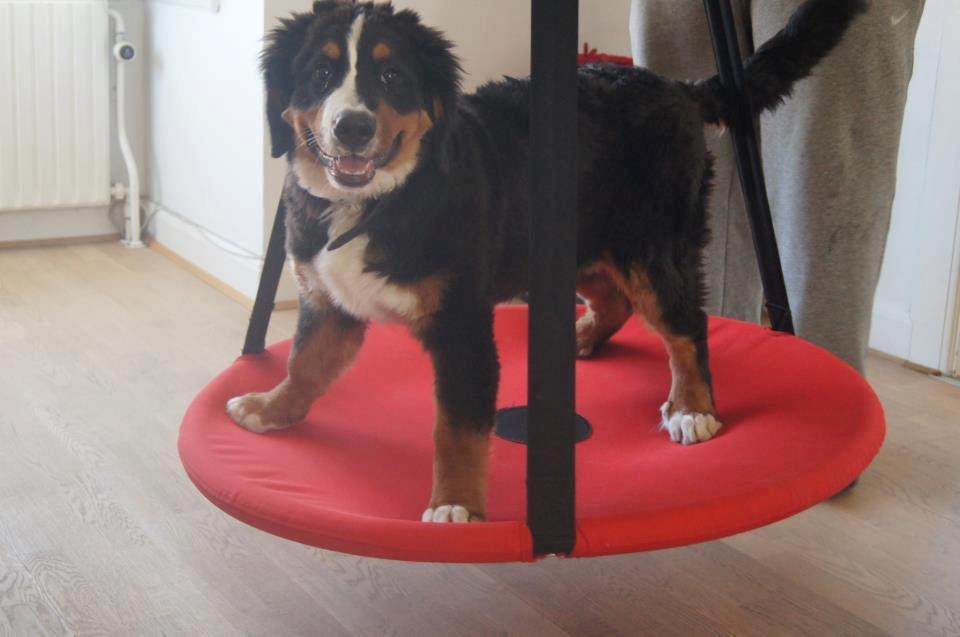 Berner sennenhund Amy billede 13