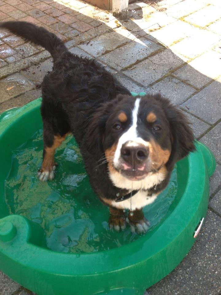 Berner sennenhund Amy billede 14