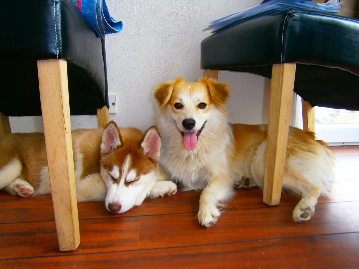 Siberian husky Valder - Valder og Gaius billede 7