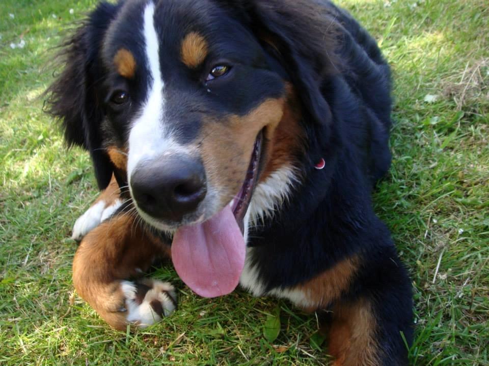 Berner sennenhund Amy billede 16